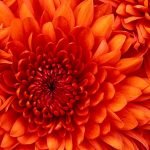 Windows 7 build 7057 Wallpapers and Pictures